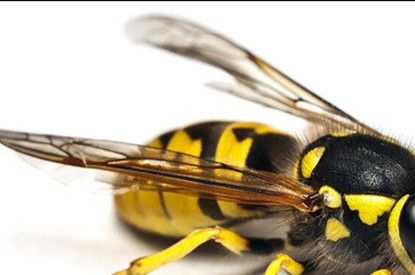 Осы и пчелы: как избежать укусов