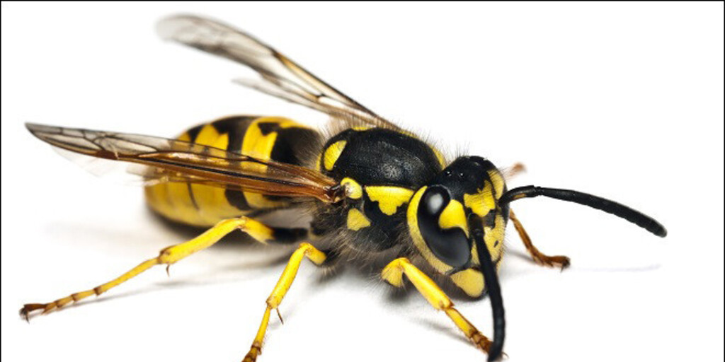 Осы и пчелы: как избежать укусов