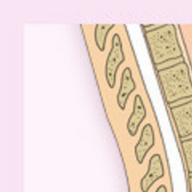 21-26 неделя беременности