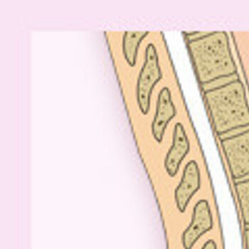 21-26 неделя беременности