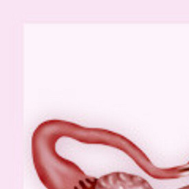 Маточный зев