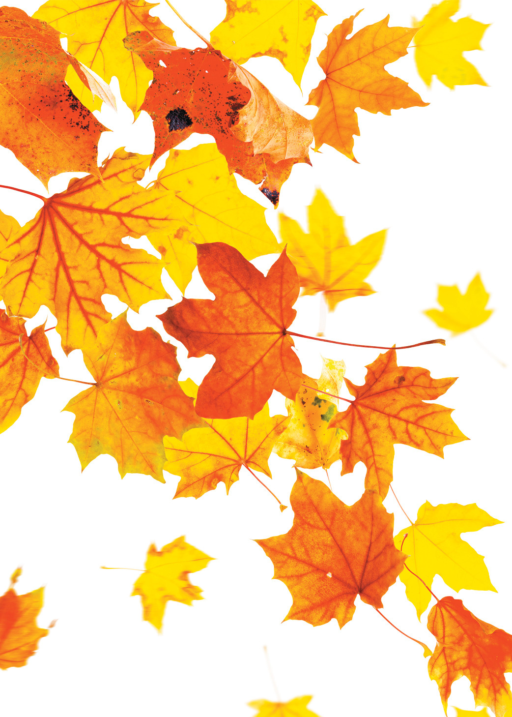 Осеннее гадание: судьбу предскажут листья