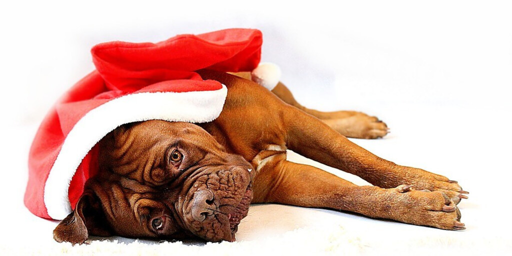 Домашние животные и Новый год: праздник без стресса