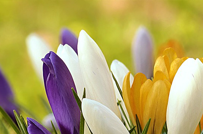 Сажай первоцветы осенью: основные правила посадки