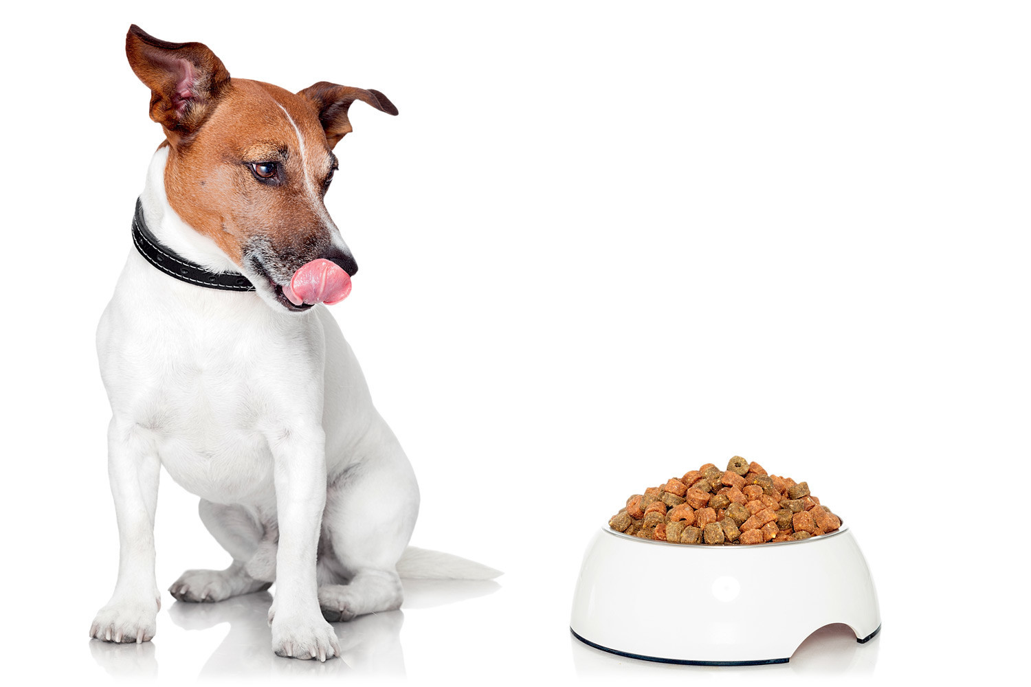 Чем кормить животных: 6 мифов о питании домашних любимцев