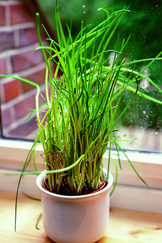 Зелень дома: как вырастить петрушку и шнитт-лук