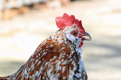 Кому повезет в год Петуха: 12 астрологических предсказаний