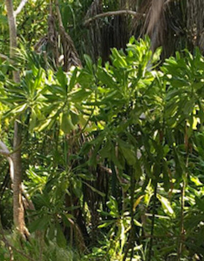 Плющенко с Рудковской и детьми проводят отпуск на Мальдивах