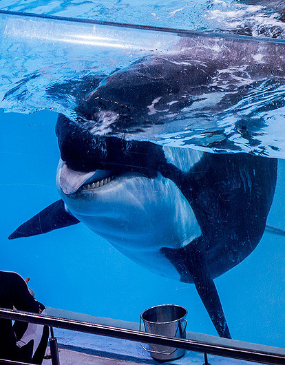 Мечтая о зубастых косатках