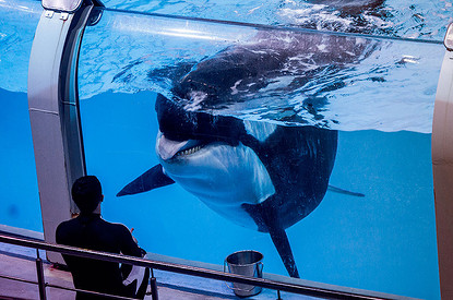 Мечтая о зубастых косатках