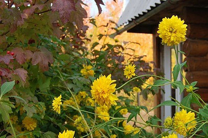 Подготовка дачи к зиме: 8 полезных советов