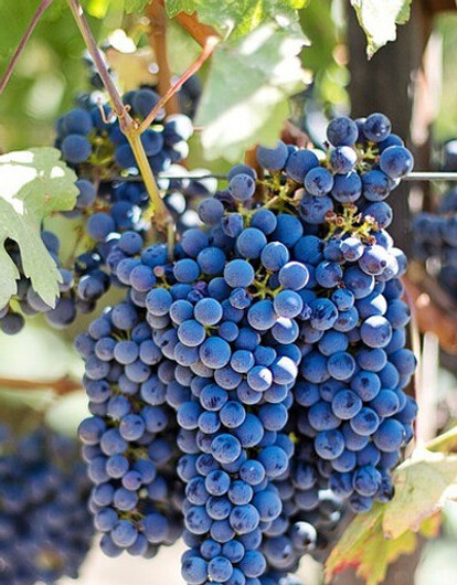 Виноградный день — для тех, кто не любит диеты