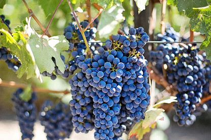 Виноградный день — для тех, кто не любит диеты