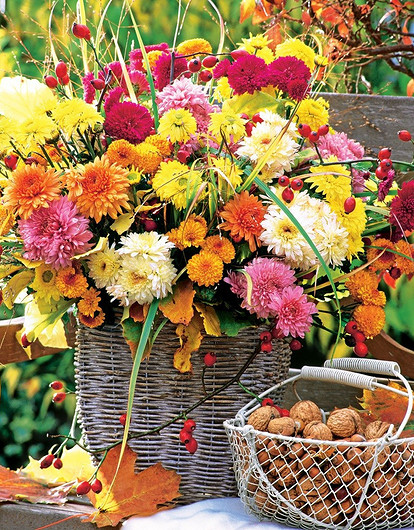 Хризантемы в саду: советы по обустройству осеннего цветника