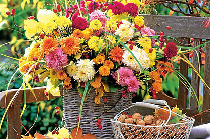 Хризантемы в саду: советы по обустройству осеннего цветника