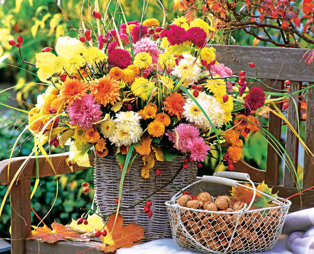 Хризантемы в саду: советы по обустройству осеннего цветника