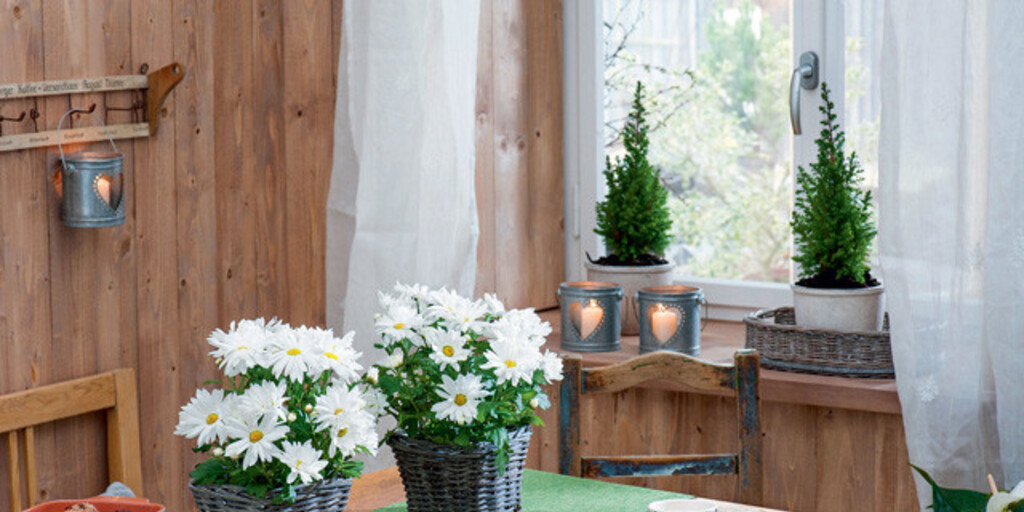 Цветущие зимой комнатные растения: выбор и уход