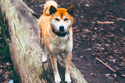 5 мифов о вакцинации собак