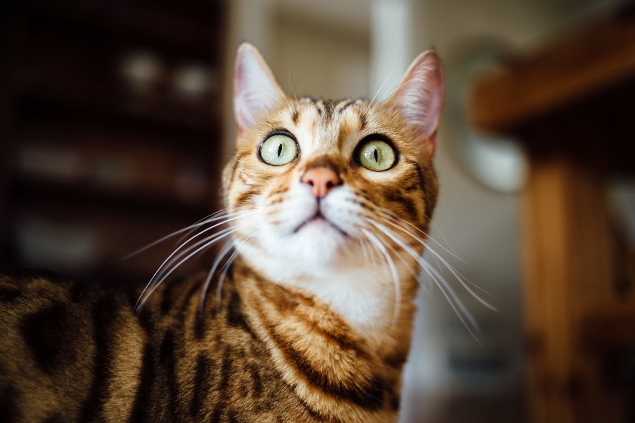 5 животных, которые могут лечить болезни