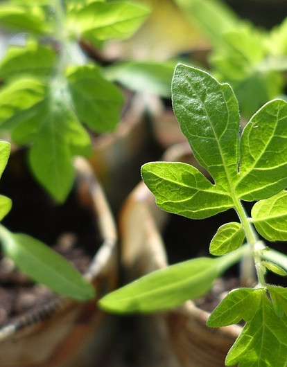Быстрая рассада для огорода: полезные советы и календарь посадок