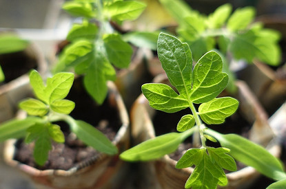 Быстрая рассада для огорода: полезные советы и календарь посадок