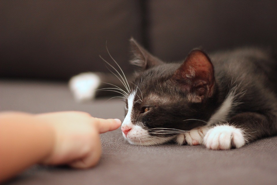 Кошка и ребенок: о чем важно помнить, приобретая животное