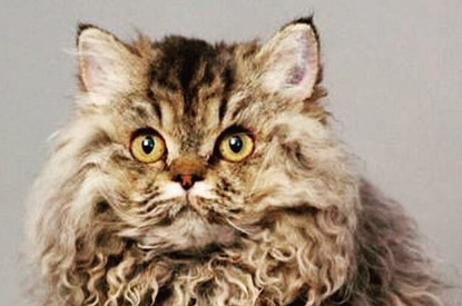 Минутка умиления: котики с кудрявой шерстью