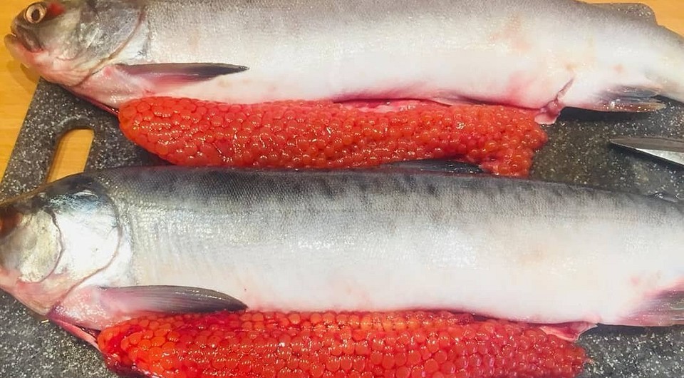 Как выбрать горбушу с икрой в магазине: фото и видео выбора замороженной  рыбы