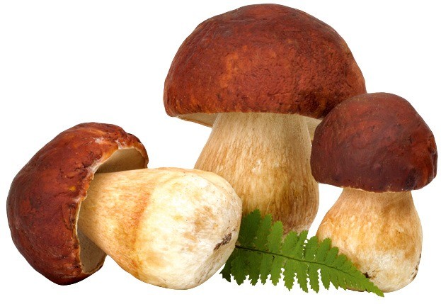Отварной картофель и морковь, маринованные грибы и огурцы нарезать кубиками. Сваренные вкрутую яйца, лук и зелень порубить. Майонез перемешать со сметаной (3:1), соединить с подготовленны...