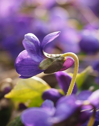 Что делать, чтобы цвели фиалки