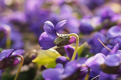 Что делать, чтобы цвели фиалки