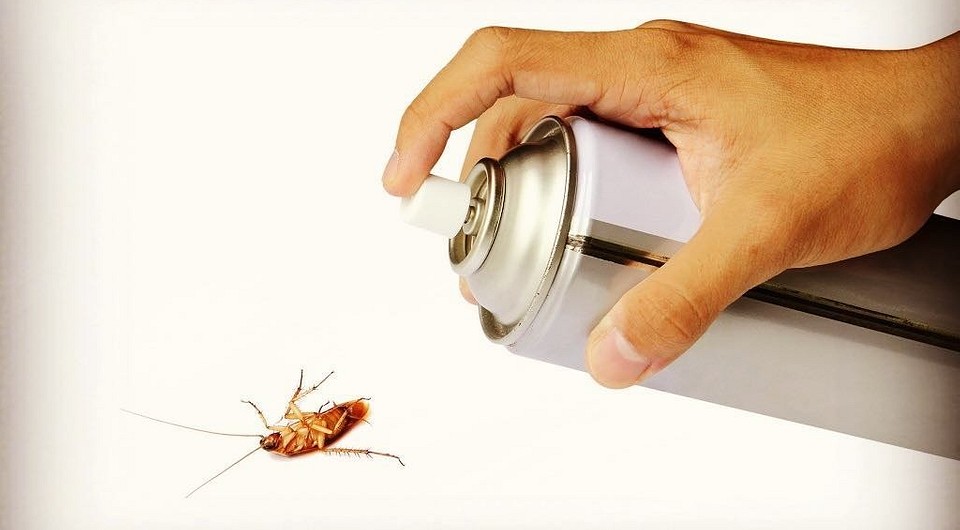 Народное средство от тараканов: выбираем самое эффективное