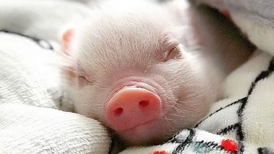 10 неожиданных причин завести свинью