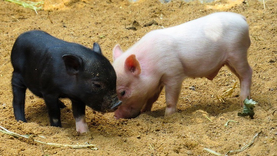10 неожиданных причин завести свинью