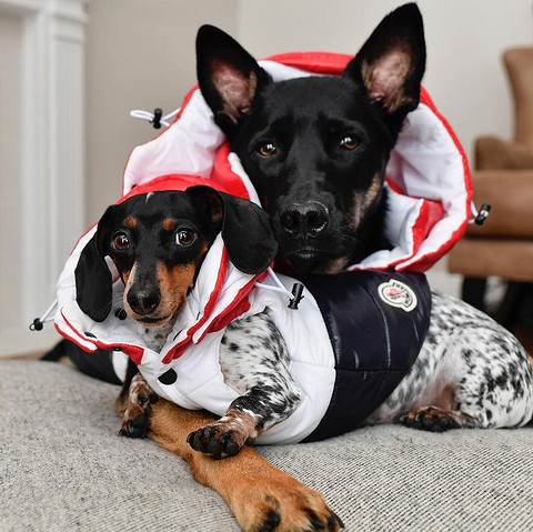 Это Эзра и Риз позируют в собачьей одежде от итальянского бренда Moncler. Средняя стоимость человеческой куртки этого бренда составляет 50-80 тысяч рублей, представить, сколько стоит одеж...