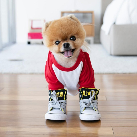 Пожалуй, это самая популярная и самая милая собачка в Instagram. Померанский шпиц по кличке ДжиффПом имеет почти 9 миллионов подписчиков - еще немного, и он сможет составить конкуренцию О...