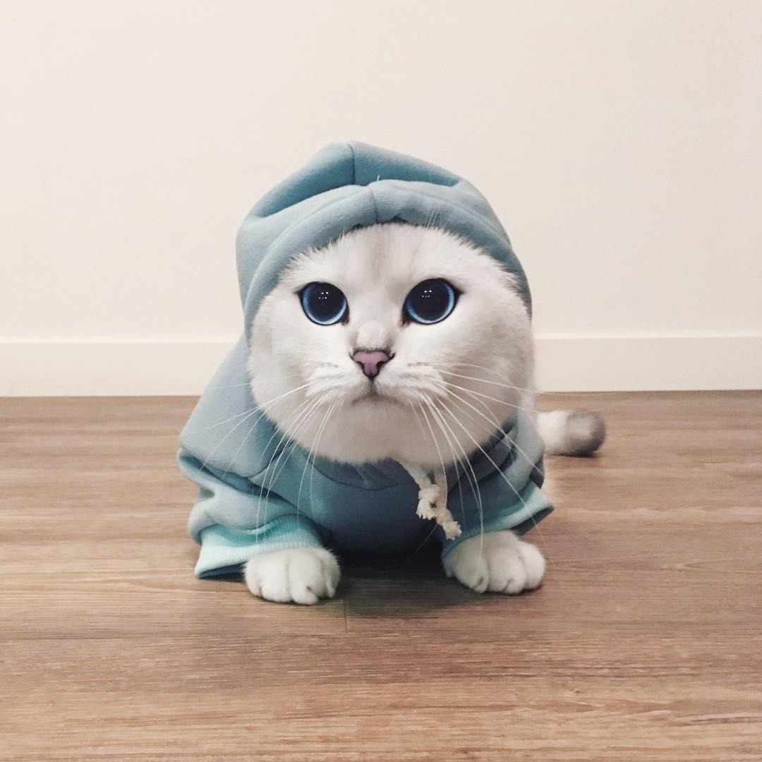 Как приучить взрослую или маленькую кошку к когтеточке