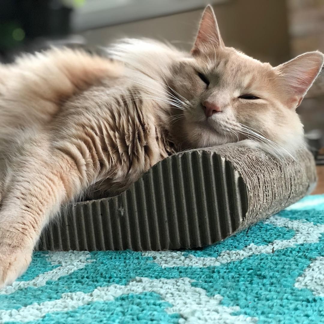 При первом знакомстве положи питомца на когтеточку, чтобы он полежал на ней или даже царапнул ее когтем. После этой нехитрой манипуляции на вещи останется запах животного и он не будет по...