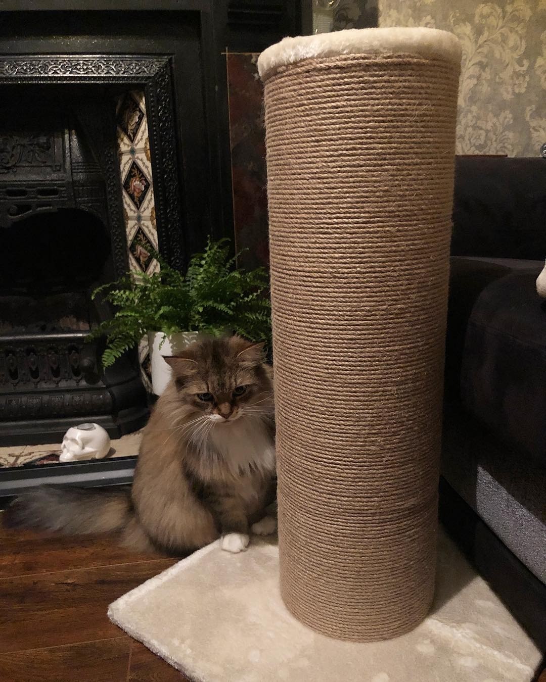 Для некоторых кошек подойдет тот же прием, что и при первом знакомстве, но более проработанный. Когда животное проснется, заботливо возьми его на руки и отнеси к когтеточке. Подними лапы...