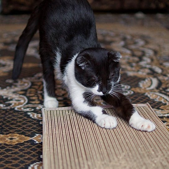 Когтедралка – это особое прямоугольное приспособление из полосок гофрокартона. Кошка может точить как точить о него когти, так и спокойно спать на этом приспособлении. Поставляется в ком...