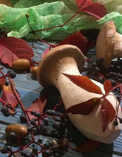 Как выращивать белые грибы в домашних условиях