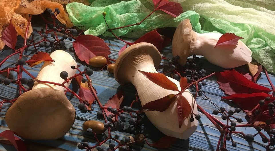 Как выращивать белые грибы в домашних условиях