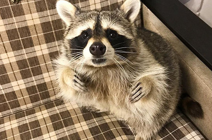 Енот из Кемерово стал звездой Instagram