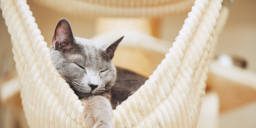 Что делать, если кошка постоянно спит? Мнение профессионалов