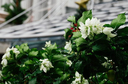 17 идей дачных цветников для «чайников»