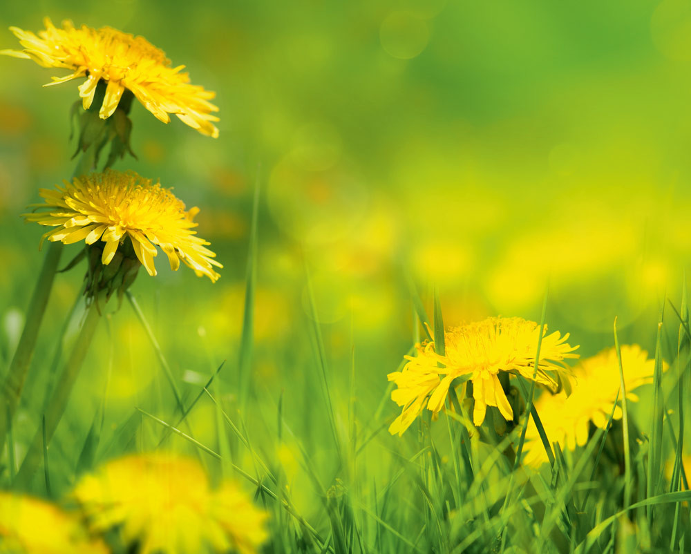4 полезных рецепта с весенними травами