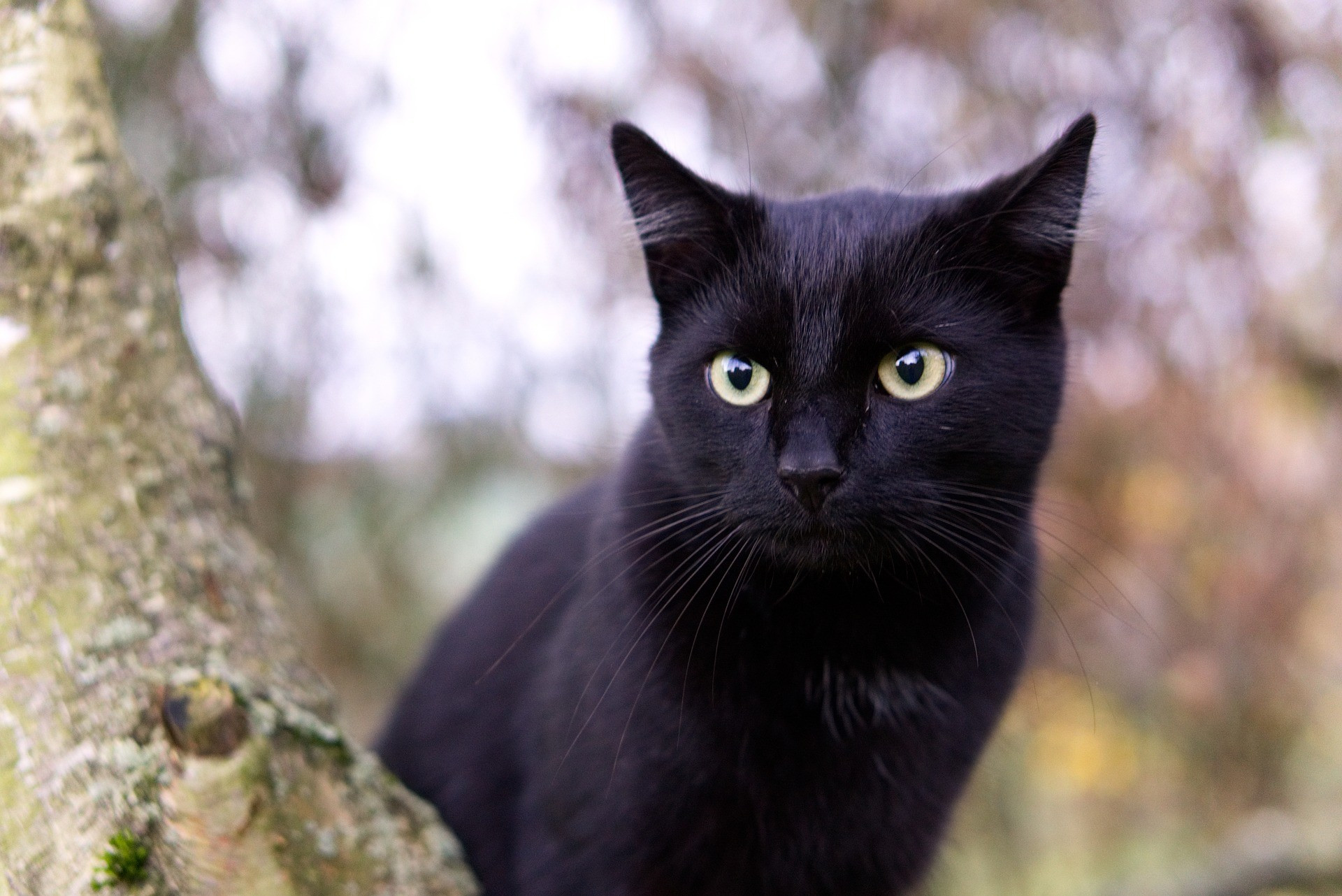 Черная кошка бывает