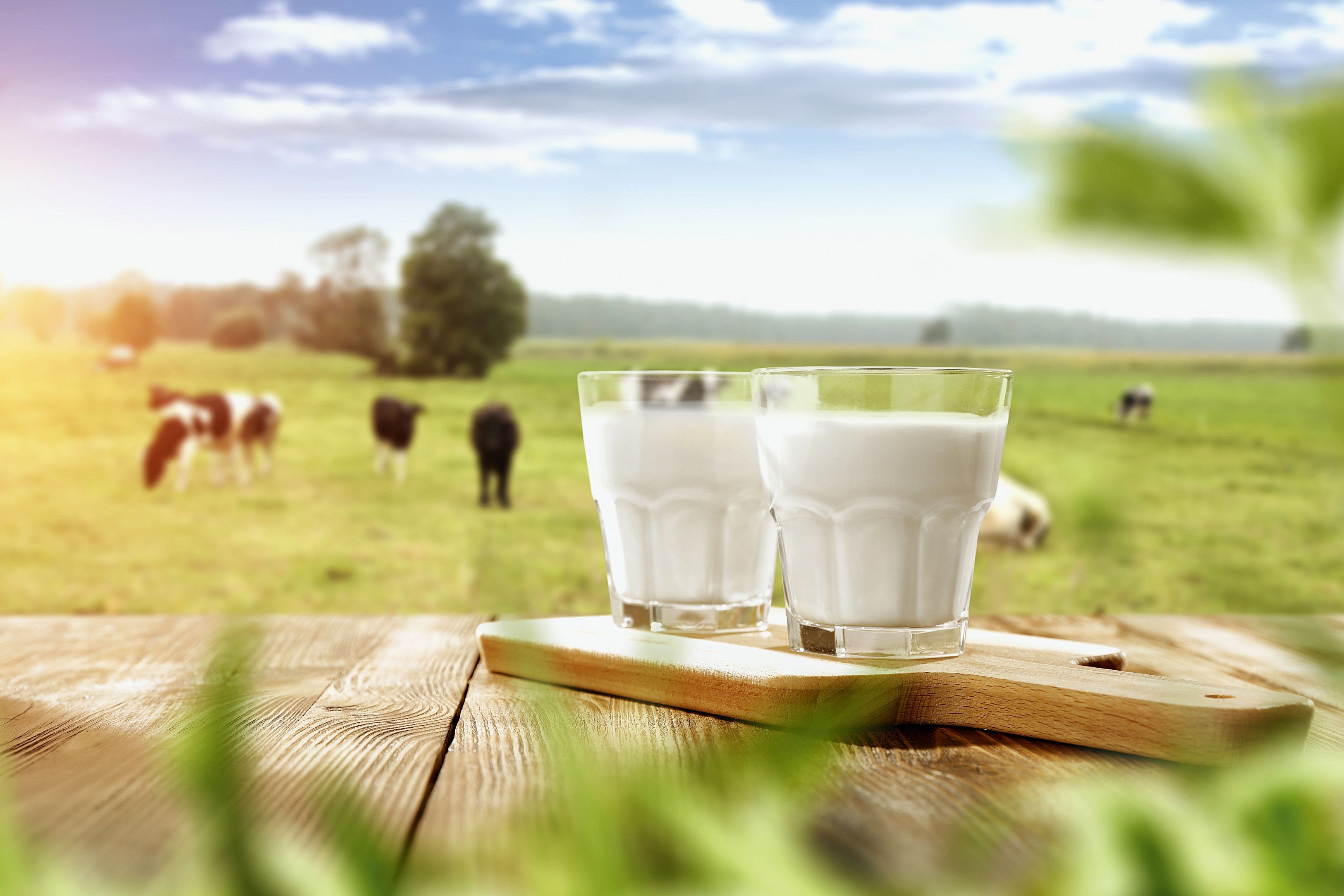 Как выбрать хорошее молоко? ТОП-3 марки от Роскачества