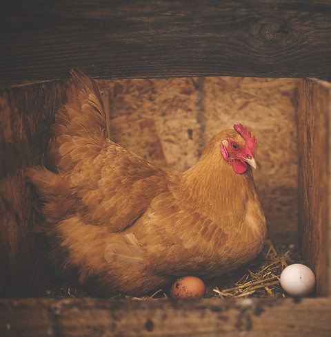 Птичий двор, гомонящий под ногами, тоже предвещает беременность. Важно увидеть в таком сновидении птичьи яйца – если ты их собираешь, значит, смело можешь покупать тест. Разбитое яйцо – п...