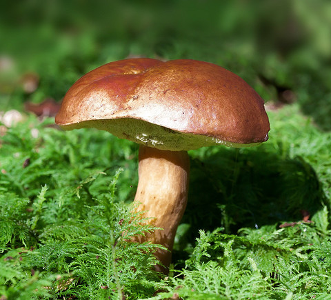 Крепкие, красивые грибочки, которые ты собираешь в светлом, хорошо освещенном солнцем сухом лесу, предупреждает о скорой беременности. Сорт грибов не имеет значения, главное, чтобы они бы...